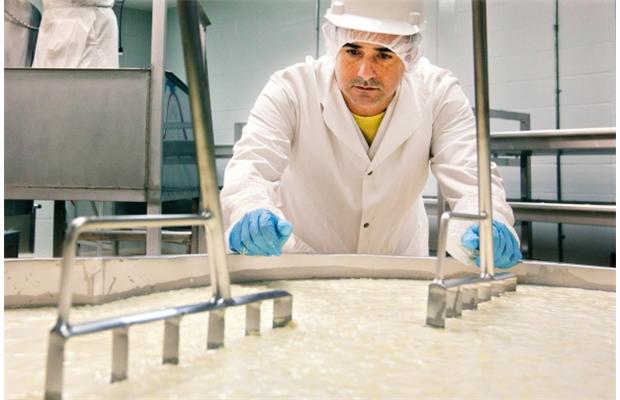 Rafael Chavez, director of Fresk-O, looks over vats where his cheese is being made. Photo by Jason Franson, Edmonton Journal.