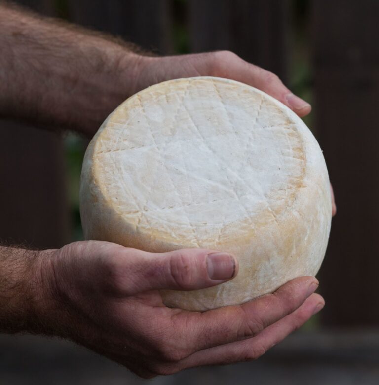 Back to school with David Asher to learn natural cheesemaking